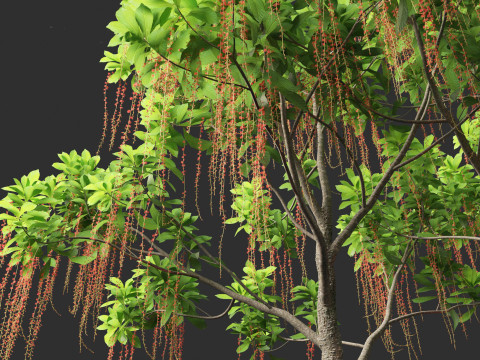 Barringtonia Acutangula - Freshwater Mangrove 3D Model