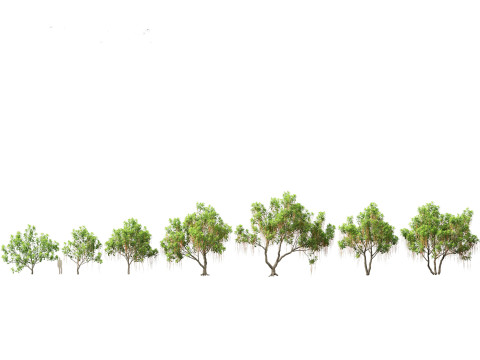 Barringtonia Acutangula - Freshwater Mangrove 3D Model