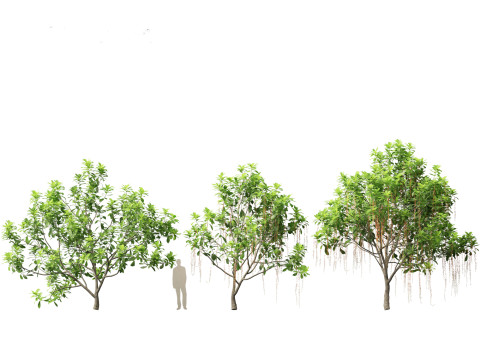 Barringtonia Acutangula - Freshwater Mangrove 3D Model