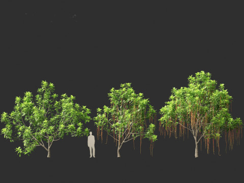 Barringtonia Acutangula - Freshwater Mangrove 3D Model