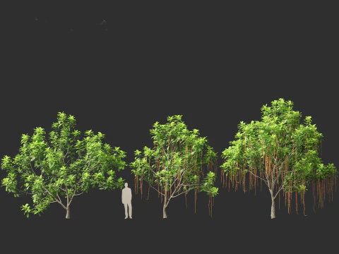 Barringtonia Acutangula - Freshwater Mangrove 3D Model
