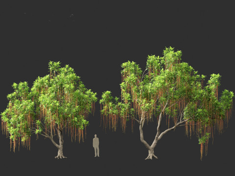 Barringtonia Acutangula - Freshwater Mangrove 3D Model