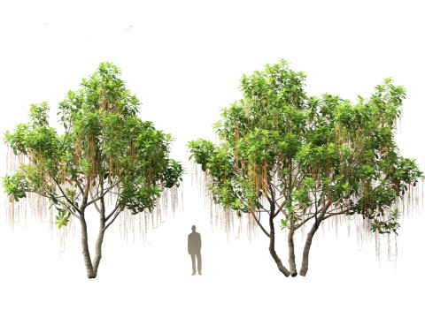 Barringtonia Acutangula - Freshwater Mangrove 3D Model