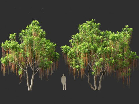 Barringtonia Acutangula - Freshwater Mangrove 3D Model