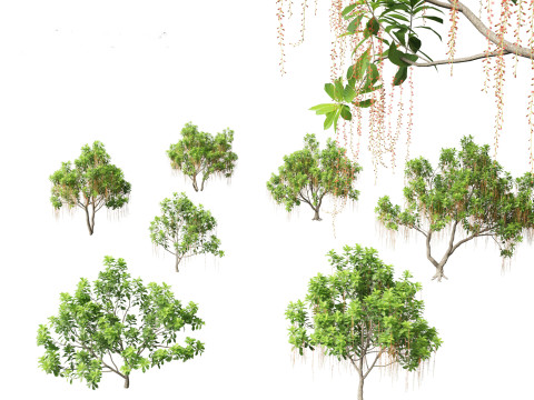 Barringtonia Acutangula - Freshwater Mangrove 3D Model