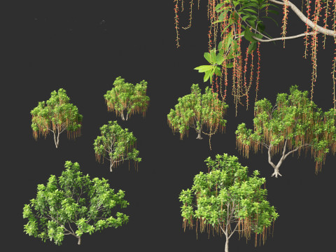 Barringtonia Acutangula - Freshwater Mangrove 3D Model
