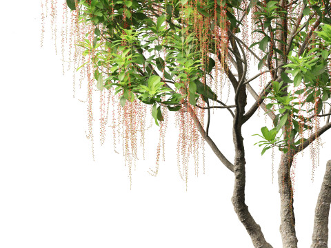 Barringtonia Acutangula - Freshwater Mangrove 3D Model
