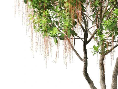 Barringtonia Acutangula - Freshwater Mangrove 3D Model