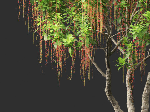 Barringtonia Acutangula - Freshwater Mangrove 3D Model