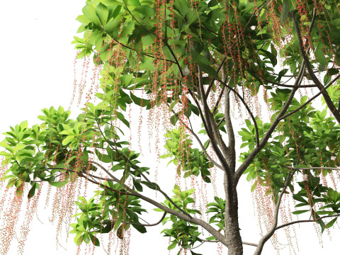 Barringtonia Acutangula - Freshwater Mangrove 3D Model