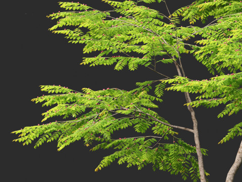 Breynia vitis-idaea - Formosan breynia Modelo 3D