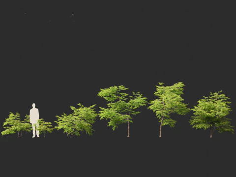 Breynia vitis-idaea - Breynia Formosana Modelo 3D