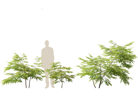 Breynia vitis-idaea - Formosan breynia Modelo 3D