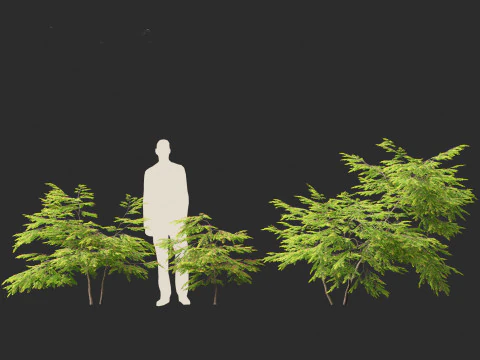 Breynia vitis-idaea - Breynia Formosana Modelo 3D