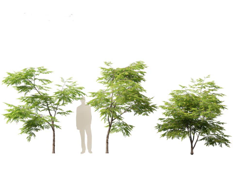 Breynia vitis-idaea - Breynia Formosana Modelo 3D