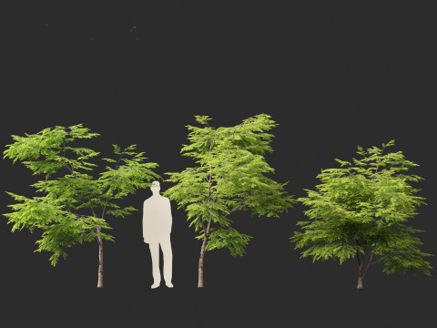 Breynia vitis-idaea - Formosan breynia Modelo 3D