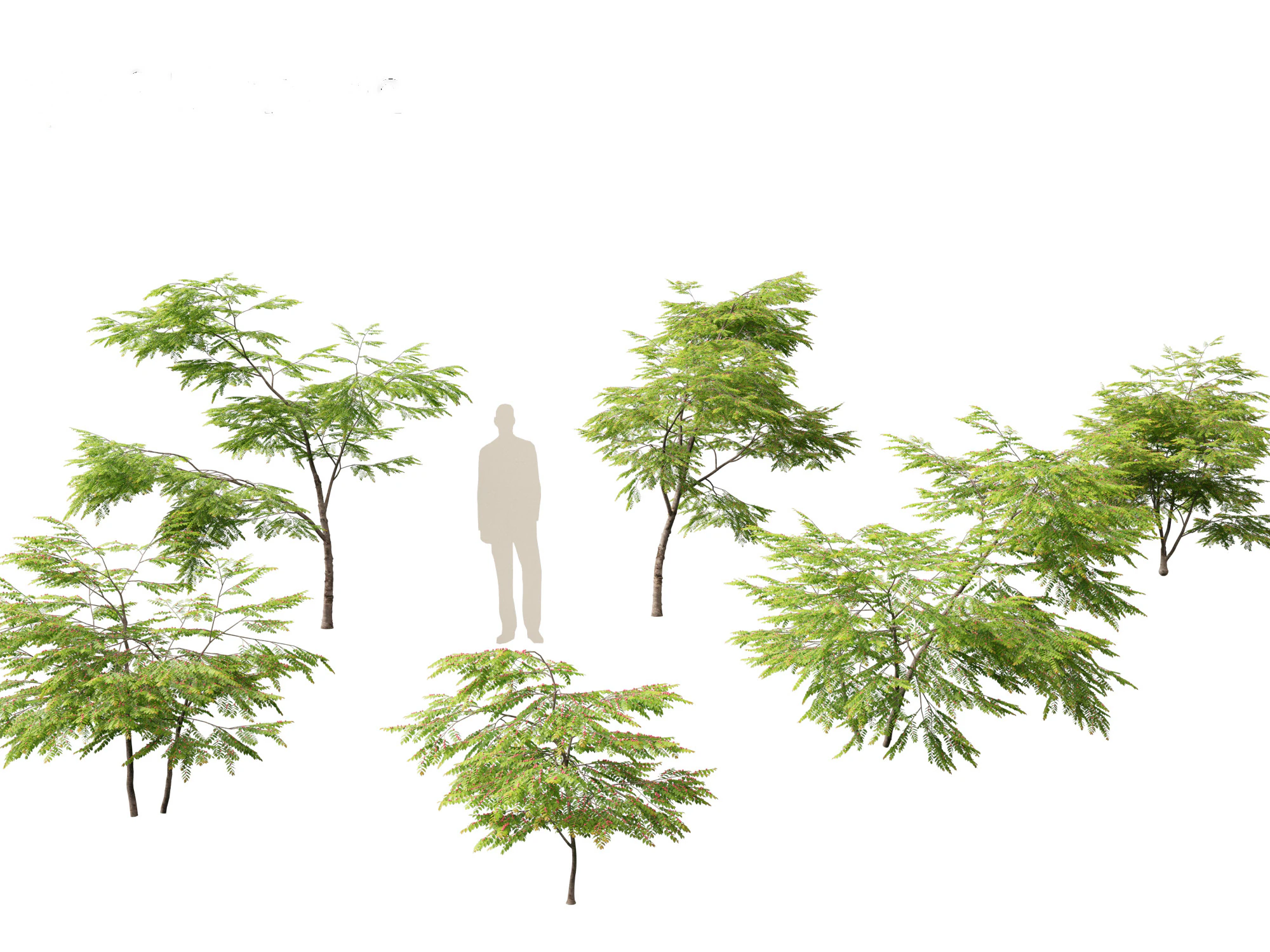 Breynia vitis-idaea - Breynia Formosana Modelo 3D .c4d .max .obj .3ds .fbx .stl .blend 