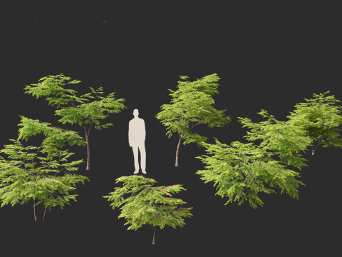 Breynia vitis-idaea - Formosan breynia Modelo 3D
