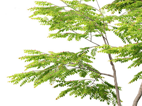Breynia vitis-idaea - Formosan breynia Modelo 3D
