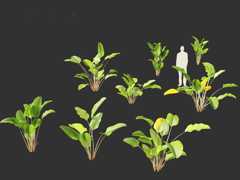 Calathea lutea - Cuban Cigar 01 3D Model .c4d .max .obj .3ds .fbx .stl .blend 