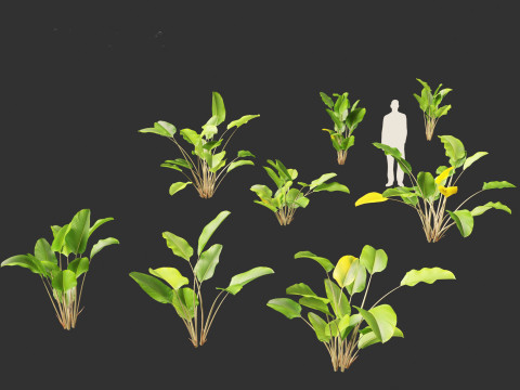 Calathea lutea - Cuban Cigar 01 Modelo 3D