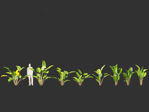 Calathea lutea - キューバ葉巻 01 3Dモデル