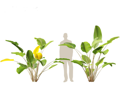 Calathea lutea - Cuban Cigar 01 3D Model