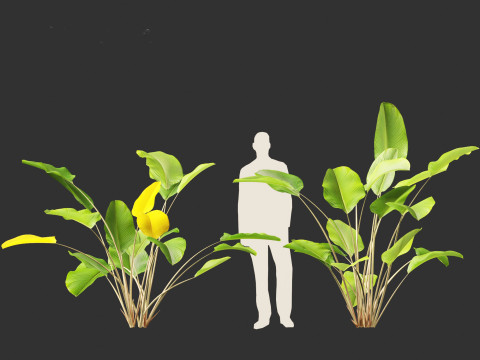 Calathea lutea - Cuban Cigar 01 3D Model