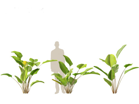 Calathea lutea - Cuban Cigar 01 3D Model