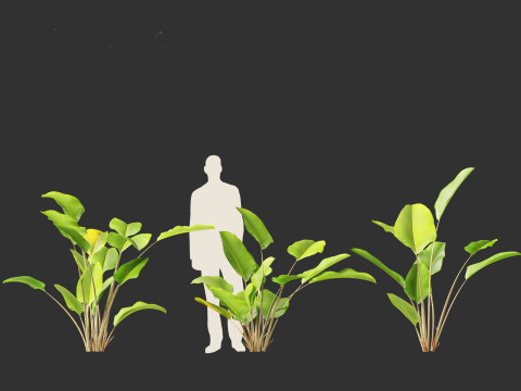 Calathea lutea - Cuban Cigar 01 3D Model