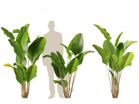 Calathea lutea - Cuban Cigar 01 3D Model