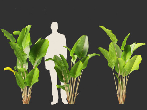 Calathea lutea - Cuban Cigar 01 3D Model