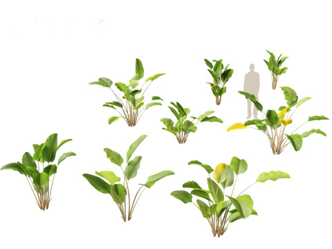 Calathea lutea - Cuban Cigar 01 3D Model
