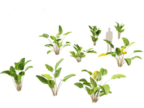 Calathea lutea - キューバ葉巻 01 3Dモデル