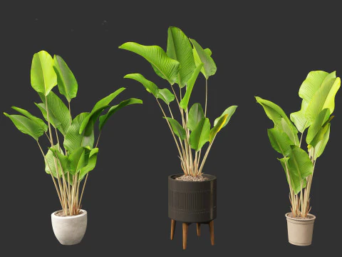 Calathea lutea - Cuban Cigar 02 3D Model