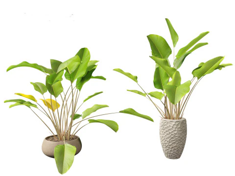Calathea lutea - Cuban Cigar 02 3D Model