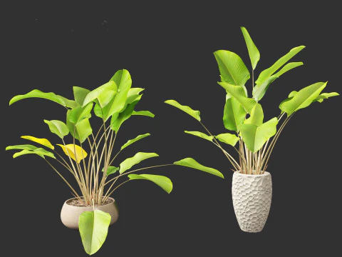 Calathea lutea - Cuban Cigar 02 3D Model