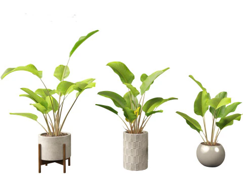 Calathea lutea - Cuban Cigar 02 3D Model