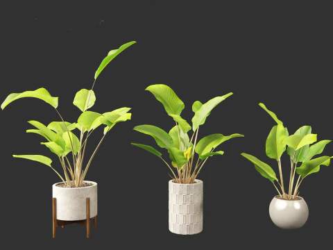 Calathea lutea - Cuban Cigar 02 3D Model