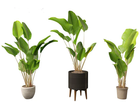 Calathea lutea - Cuban Cigar 02 3D Model