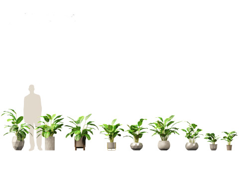 Calathea zebrina - Zebra Plant 3D मॉडल