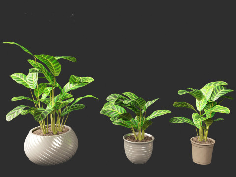 Calathea zebrina - Zebra Plant 3D Model