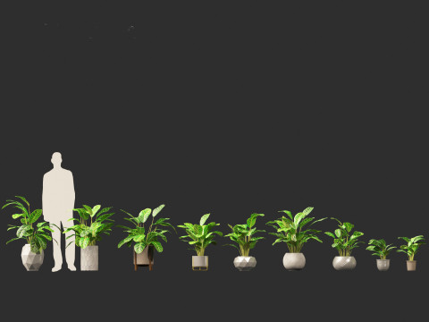 Calathea zebrina - Zebra Plant 3D Model