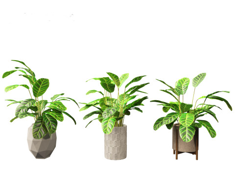 Calathea zebrina - Zebra Plant 3D Model