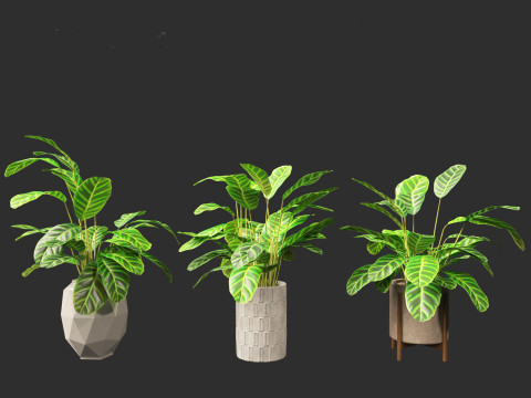 Calathea zebrina - Zebra Plant 3D Model