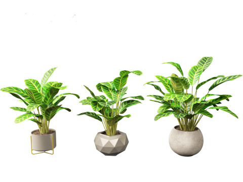Calathea zebrina - Zebra Plant 3D Model