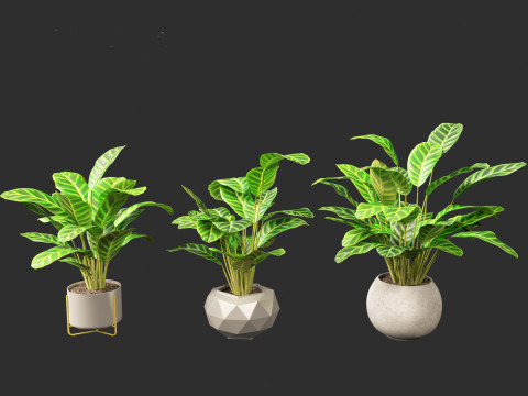 Calathea zebrina - Zebra Plant 3D Model