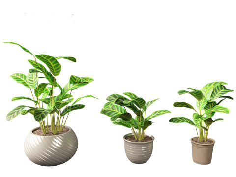 Calathea zebrina - Zebra Plant 3D Model