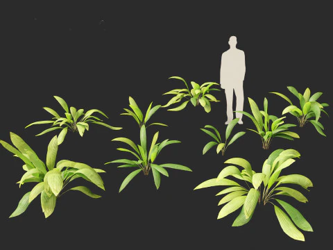 Curculigo syn molineria - Lumbah Rimba 3D Modell