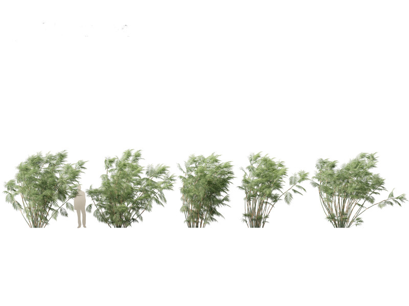 Chamaedorea seifrizii - Bamboo palm 07 Model 3D .c4d .max .obj .3ds .fbx .stl .blend 